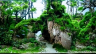 Forrest Gate