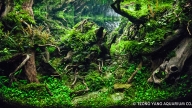 The Totoro forest