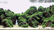 Pangea