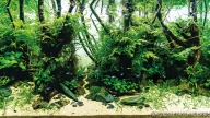 Dipterocarp Forest V2