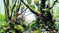Ancient Forest