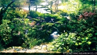 BUNUT BOLONG FOREST