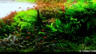 Colorful Wilnderness