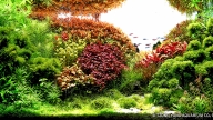 Colorful Forest