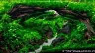 Forbidden Woods