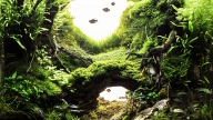 The Deep In The Forest