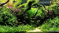 COLOURFUL JUNGLE