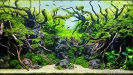 Sempel jungle