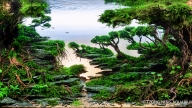 Fairytale Forest