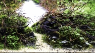 Flow of Life