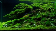 Distant Forests