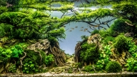 The Enchanted Forest