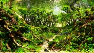 Habitat