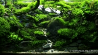 Fairyland