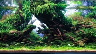 Dream