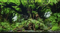 Grove of Old Trees