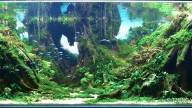 Tree of the earth