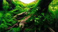 Secrets of Yggdrasil