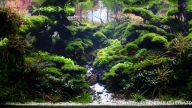 Upstream "Way Gubak"