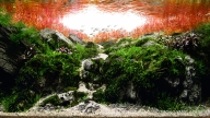 Wind, Forest, Fire, Mountain
