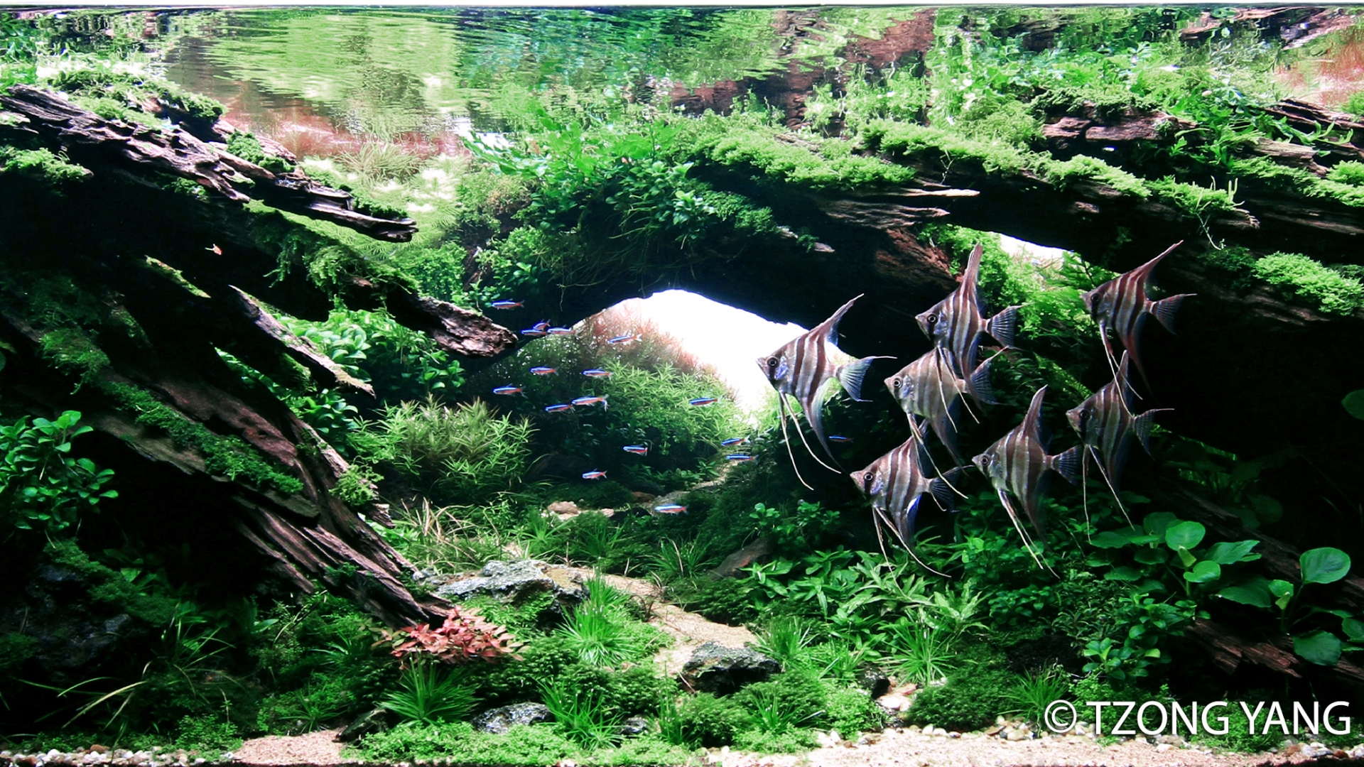 Previous Years’ Contest 2022 IIAC Aquascaping Contest