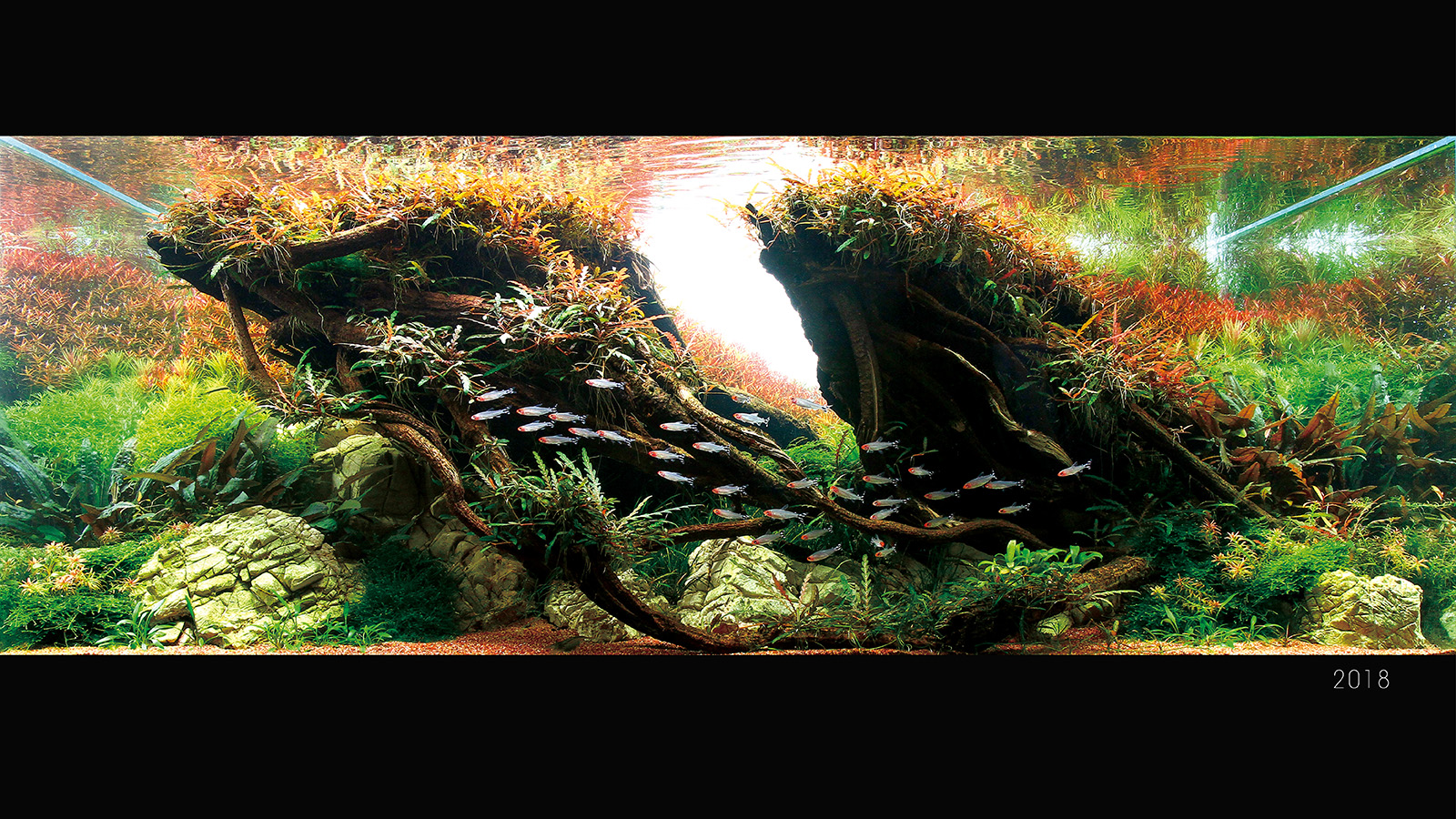 2020 Iiac Aquascaping Contest